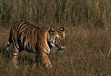 Tiger Safari In Rajasthan, India 